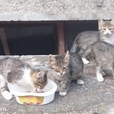 2 Aylık Bebek Tekir Kedi Acil Yuva Arıyor!, Konya