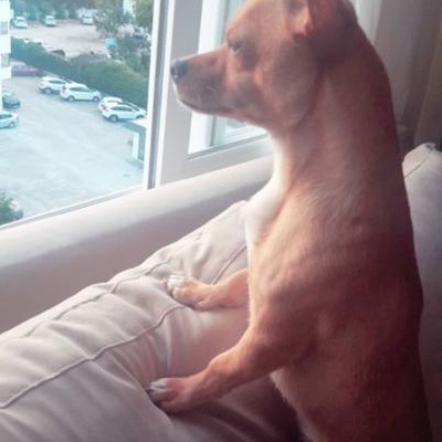mİÇo Erkek Chihuahua