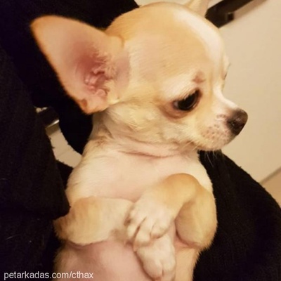 tyrion Erkek Chihuahua