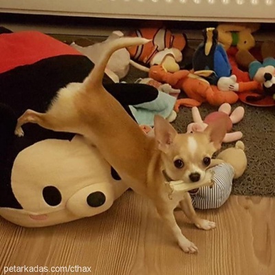 tyrion Erkek Chihuahua