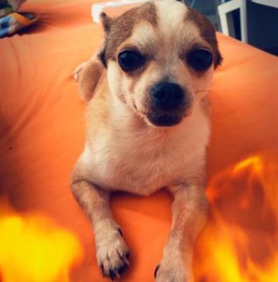 charlie Erkek Chihuahua