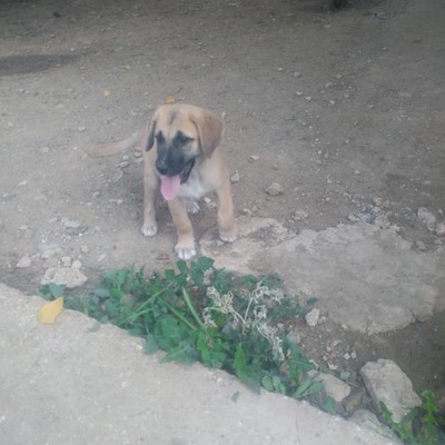 3 Aylık Labrador Melezi Kaymak'In İzmir'De Yuvasini Ariyoruz, İzmir