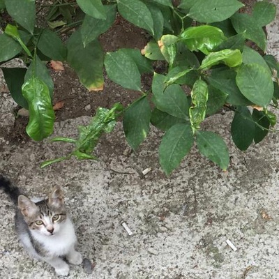 Çok Sevimli Yavru Kedi, İzmir