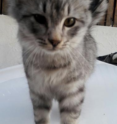 Sokakta Rastladığım En Güzel Kedilerden Biri O..Yuvası Olur Musunuz, İzmir