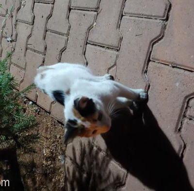 Arife Daimi Yuvasını Arıyor, Gaziantep