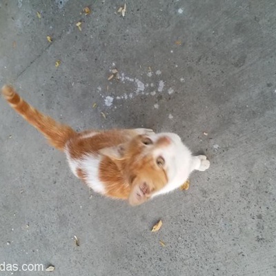 Parka Bırakılmış Yavru Kedi, İstanbul
