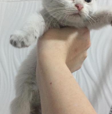 Yavru Beyaz Sahiplendirilecek 1,5 Aylık Kedi, İzmir