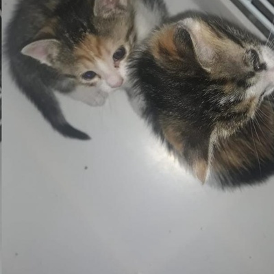 1 Aylık 2 Kedi., Eskişehir