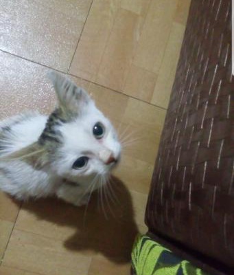 Acil Kedi Sahiplendirme, Sakarya