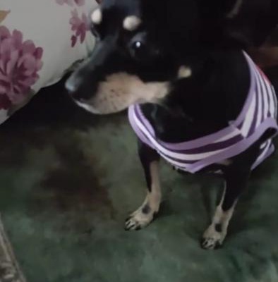 bıdık Dişi Chihuahua