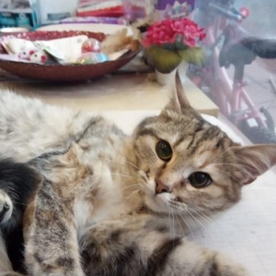 5 Aylık Sadece Işıgı Secebilen Görme Engelli Dişi Kedi., Ankara