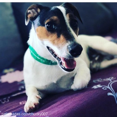 chucky Erkek Jack Russell Terrier