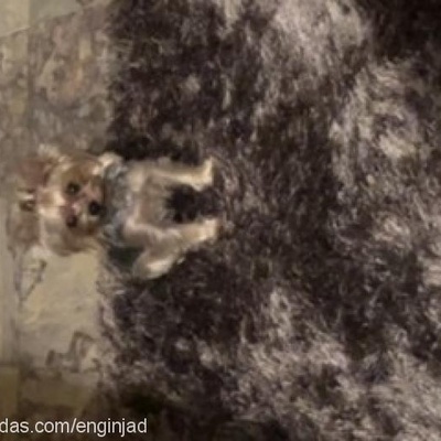 molly Dişi Yorkshire Terrier
