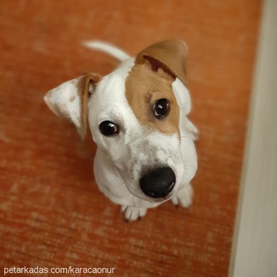 archi Erkek Jack Russell Terrier