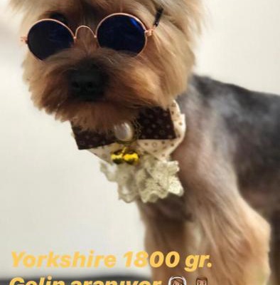 anthony Erkek Yorkshire Terrier