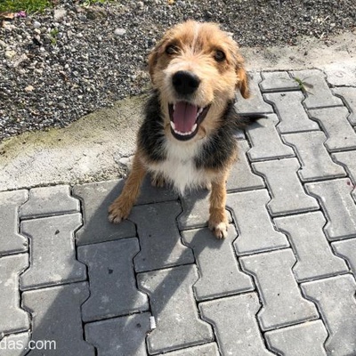 Güzel Huylu, Tatlı Terrier Melezi'Ne Kalıcı Yuva Arıyoruz, Muğla