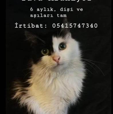 Tekir-Cins Kırma Uzun Tüylü Dişi 6 Aylık, İstanbul
