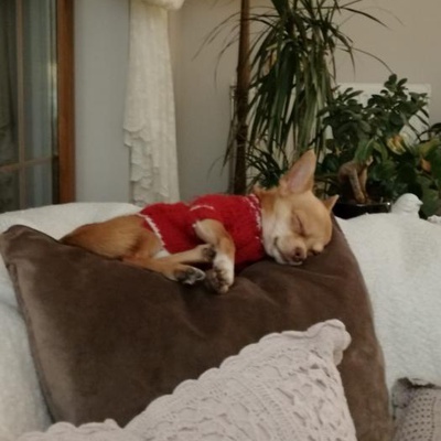 sancho Erkek Chihuahua