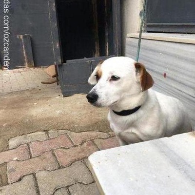 paco Erkek Jack Russell Terrier
