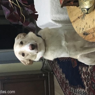 Golden Kırması Köpeğimizi Sahiplendirmek İstiyorum, Ankara