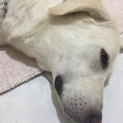 Retriever Kırması Dişi Köpeğimize Acil Yuva Arıyoruz, Ankara