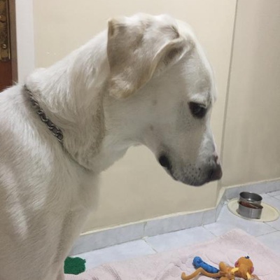 Retriever Kırması Dişi Köpeğimize Acil Yuva Arıyoruz, Ankara
