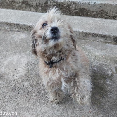 Yorkie Bichon Cinsi Süs Köpeği Ona Evinin İçinde Bakabilecek Birini Arıyor, Rize