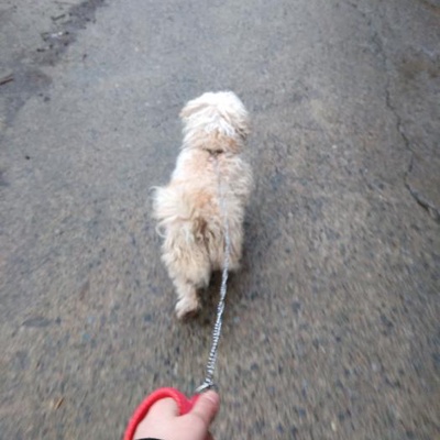 Yorkie Bichon Cinsi Süs Köpeği Ona Evinin İçinde Bakabilecek Birini Arıyor, Rize
