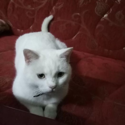 Cins Kedi Tatlış Şila, Zonguldak
