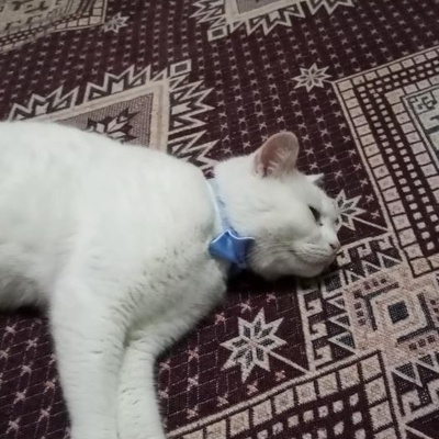 Cins Kedi Tatlış Şila, Zonguldak