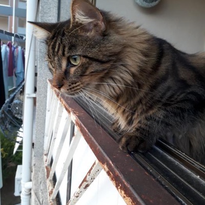 Sevgi Pıtırcığı Kedimiz Odin'E Mutlu Yeni Bir Ev Arıyoruz!, İstanbul
