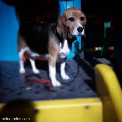 4 Yaşında Beagle Acil Yuva Arıyor, İzmir