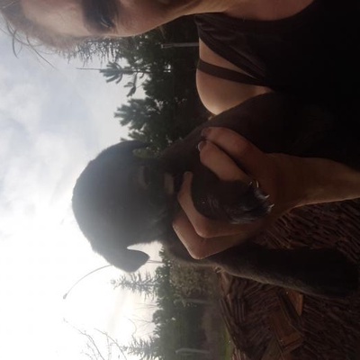 Ucretsiz Labrador Bebekler, Ankara