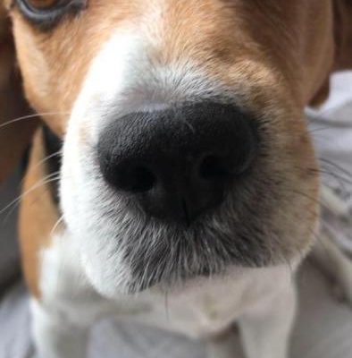 findik Erkek Beagle