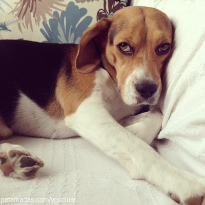 findik Erkek Beagle