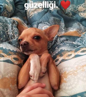mocha Erkek Chihuahua
