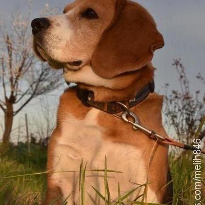 soldi Erkek Beagle