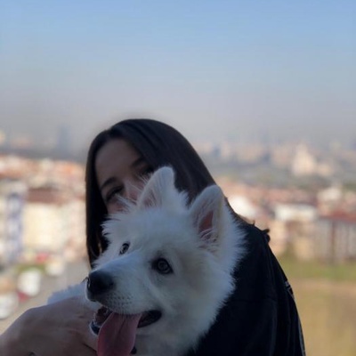 5 Aylık Erkek Samoyed Irkı Köpeğimize Aile Arıyoruz, İstanbul