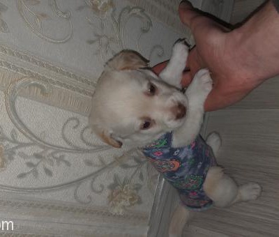 Rus Finosu Ve Terrier Yavrusudur, Kayseri