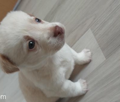 Rus Finosu Ve Terrier Yavrusudur, Kayseri