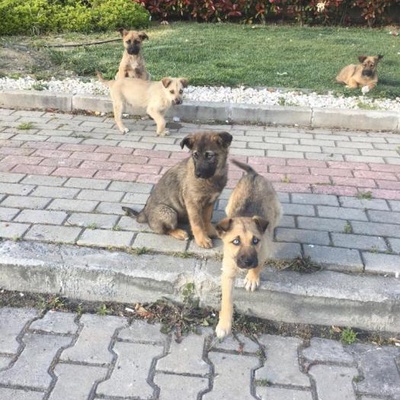 Yavru Köpekler, İstanbul