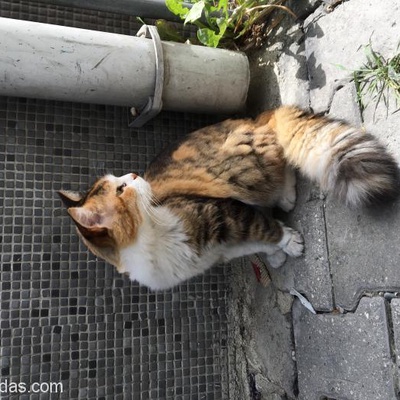 Ev Kedisi Sokağa Atıldı... Yuva Arıyoruz, İstanbul