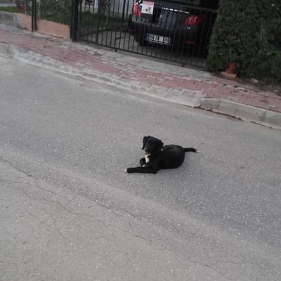 7 Aylık Sokak Köpeği, Bir Yuvası Olsun İstiyoruz., Antalya