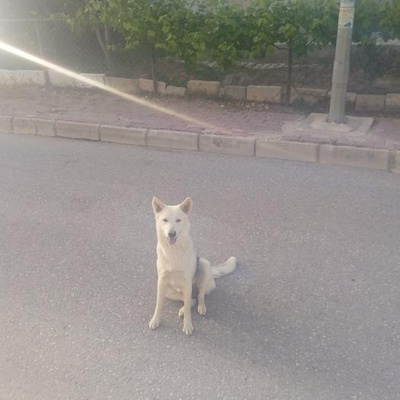 Antalya Sokak Köpeği, Antalya