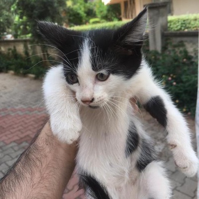 Kedimiz Yavruladı 1 Aylık Olan Yavrularını Sahiplendiriyoruz, Antalya
