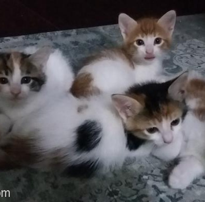 Yavru Kedime Ömür Boyu Yuva Arıyorum, İzmir