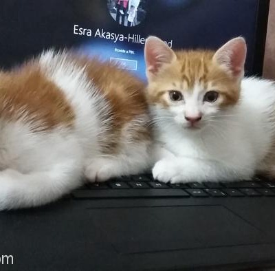 Yavru Kedime Ömür Boyu Yuva Arıyorum, İzmir