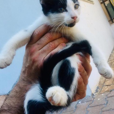 Kedimiz Yavruladı 2 Aylık Olan Yavrularını Sahiplendiriyoruz, Antalya