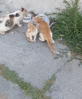 Masum Canlar Yuva Arıyor, Adana