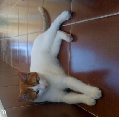Acil Antalya İçi Kısır Erkek Akıllı Kedi Yuva Bulamassa Parka Gidecek, Antalya